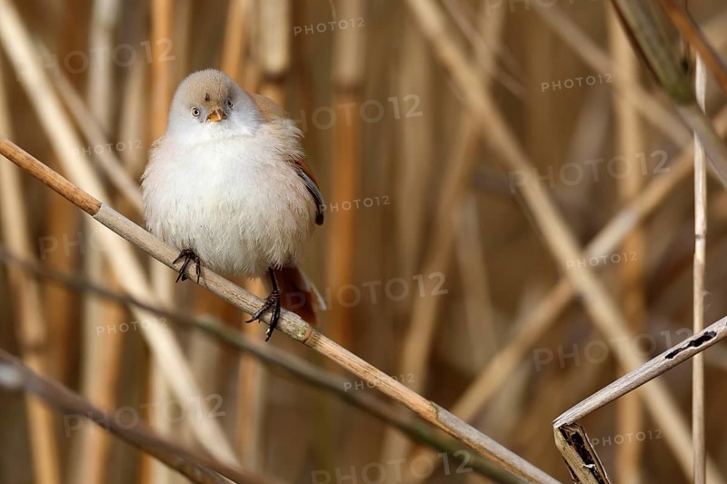 Bearded Reedling (Panurus biarmicus) female perched in reedbed, Mecklenburg-Western, Pomerania, Germany