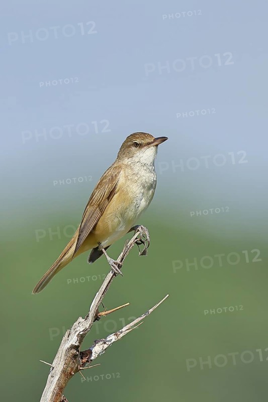 Great Reed Warbler (Acrocephalus arundinaceus), sitting on a twig, singing station, natural habitat, migratory bird, songbirds Lake Neusiedl, Burgenland, Austria