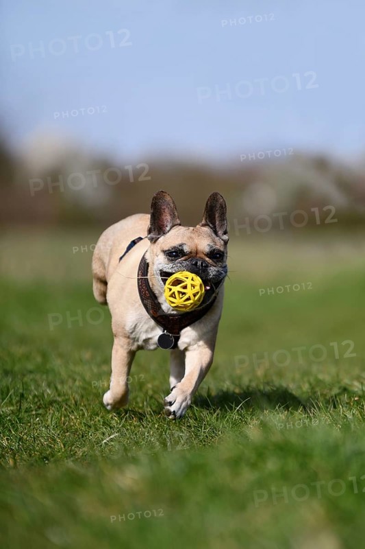 French Bulldog dog with amputated back leg playing fetch with a ball in its mouth across a green meadow