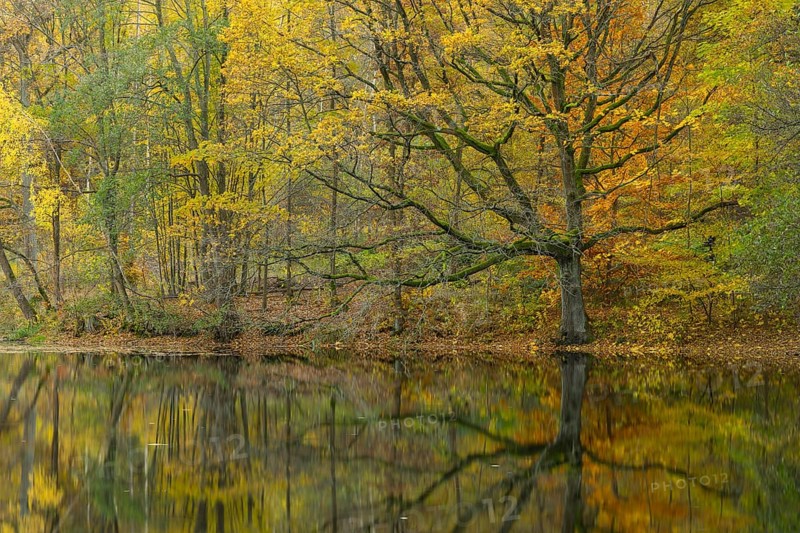 Calm autumn atmosphere with reflection in water, chapel pond in Spitzgrund near Coswig, Saxony, Germany
