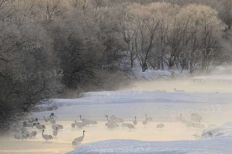 Red-crowned Crane (Grus japonensis), Hokkaido, Japan