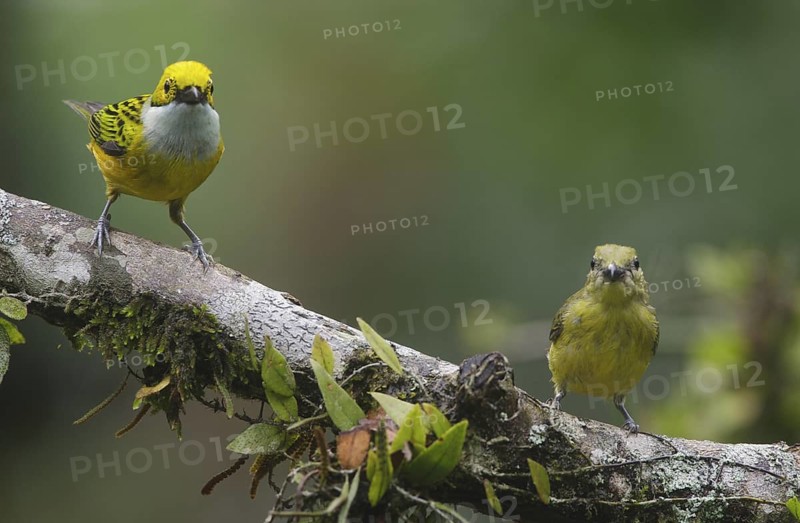 Silver-throated Tanager & Thick-billed Euphonia (Tangara icterocephala & Euphonia laniirostris), Pichincha, Ecuador