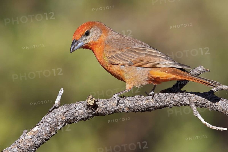 Hepatic Tanager (Piranga flava) perched on a branch in southern Arizona, USA