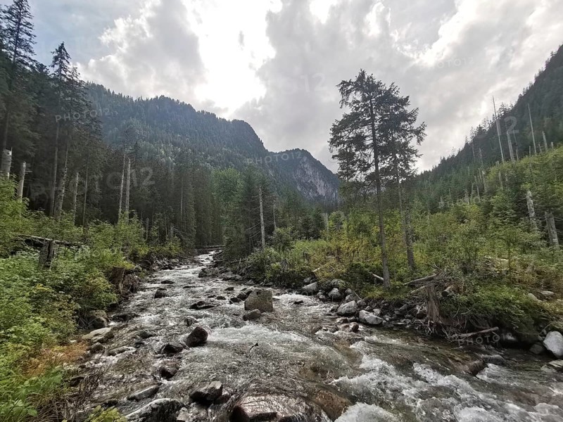 A stream flows through a dense forest landscape in the mountains under a cloudy sky, Zakopane, hiking in the High Tatras National Park, Carpathian Mountains, Poland