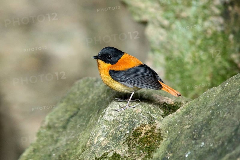 Black-and-orange Flycatcher (Ficedula nigrorufa) male perched on a rock, Kerala, India