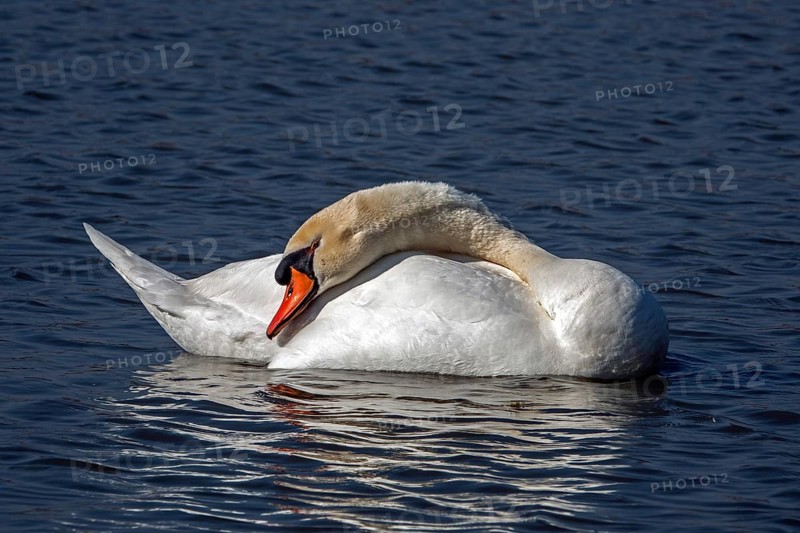 Swan, Mute Swan (Cygnus olor) swimming in the water, Baden-Württemberg, Germany