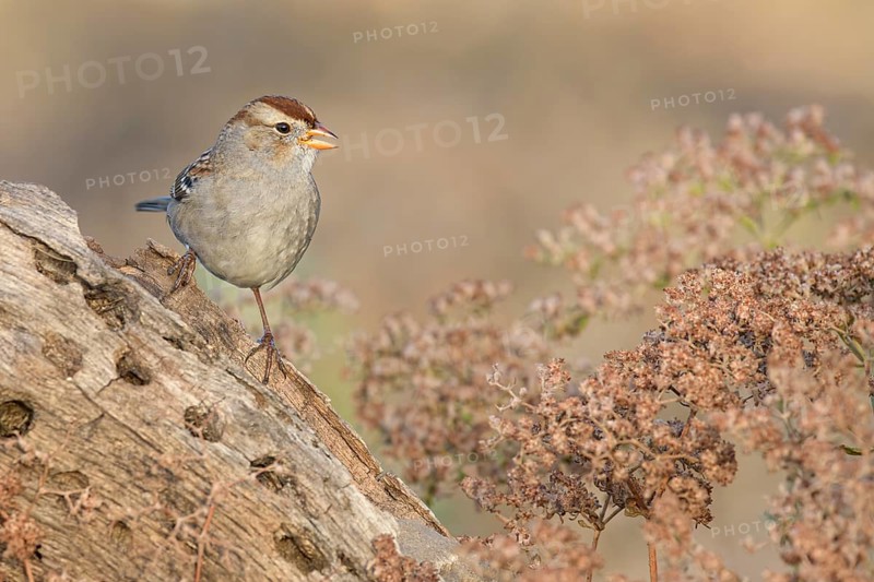 White-crowned Sparrow (Zonotrichia leucophrys), California, USA