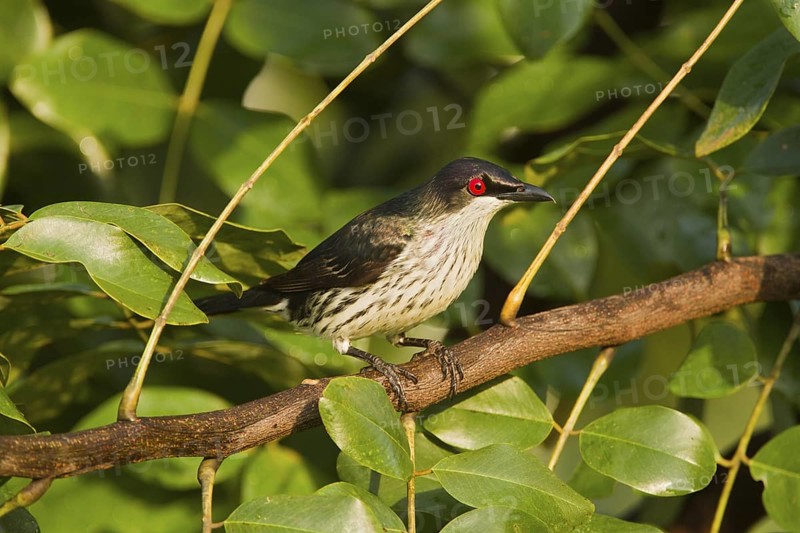 Metallic Starling (Aplonis metallica) juvenile, Queensland, Australia
