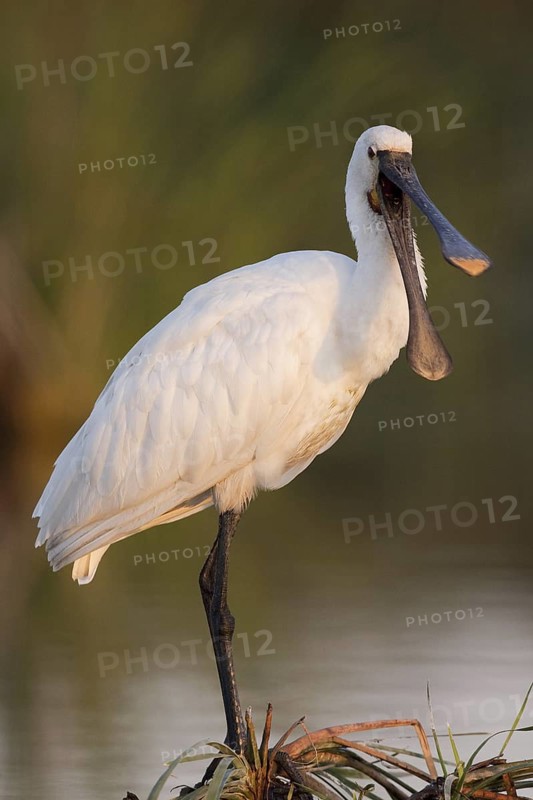 Eurasian Spoonbill (Platalea leucorodia), Andalusia, Spain