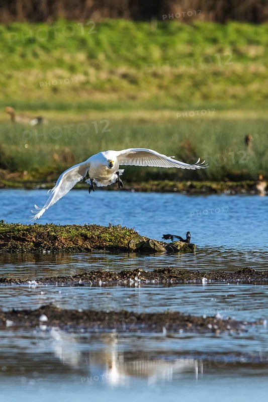 Tundra Swan, Bewick's Swan, Cygnus columbianus in flight at winter in Slimbridge, England, United Kingdom
