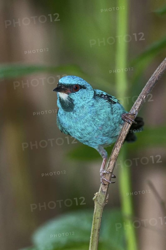 Blue Dacnis (Dacnis cayana) male, Costa Rica