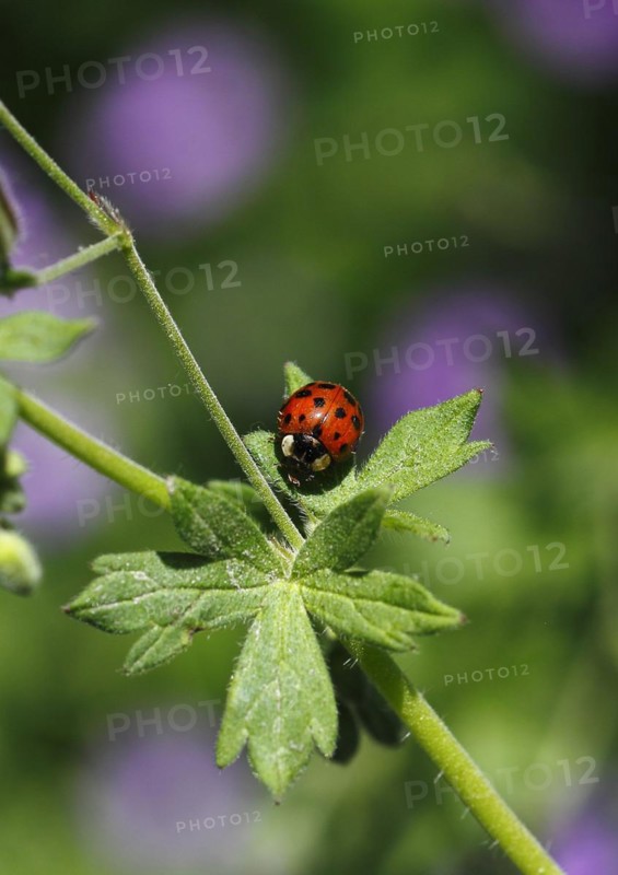 Asian lady beetle (Harmonia axyridis), multicoloured or harlequin ladybird on cranesbill (Geranium), North Rhine-Westphalia, Germany
