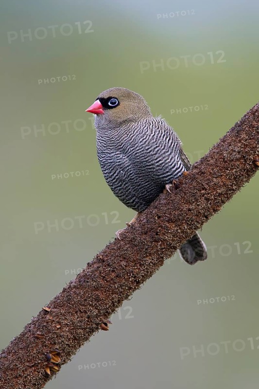 Beautiful Firetail (Stagonopleura bella) perched on a branch, Victoria, Australia