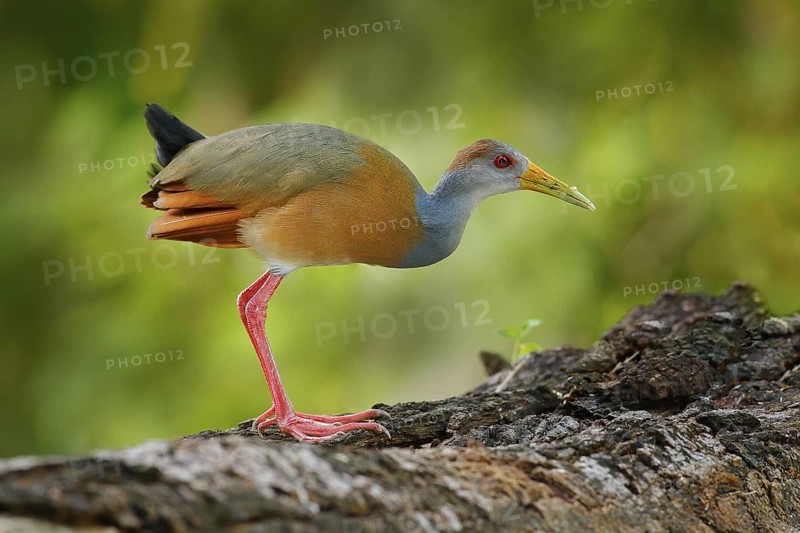 Gray-necked Wood-Rail, Aramides cajanea, walking on the tree trunk in nature. Heron in the dark tropic forest. Bird in the nature forest habitat. Animal from Panama. Birdwatching in South America