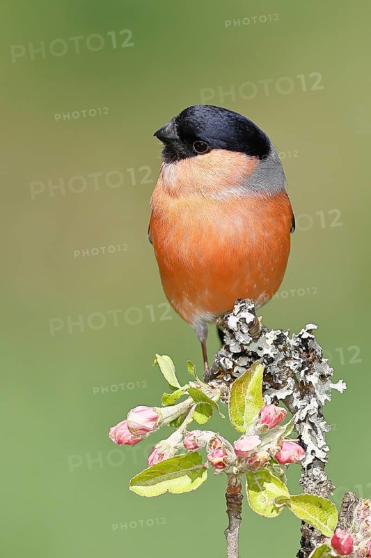 Bullfinch (Pyrrhula pyrrhula) male sitting on a branch with apple blossoms (Malus domestica), Wilnsdorf, North Rhine-Westphalia, Germany