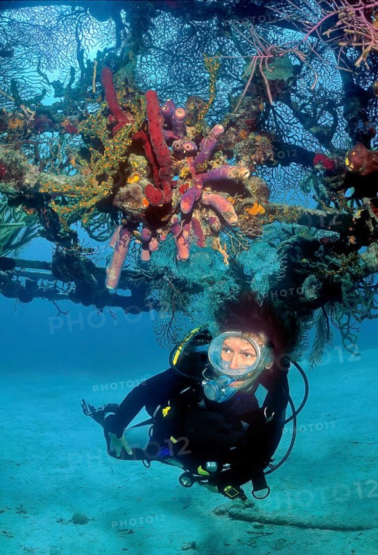Diver swimming under the remains of a dummy aeroplane frame for the 1965 blockbuster James Bond 007 Fireball Thunderball, above red brownish brown sponges (Agelas) and small stovepipe sponges (Aplysina archeri), Caribbean New Providence, Bahamas