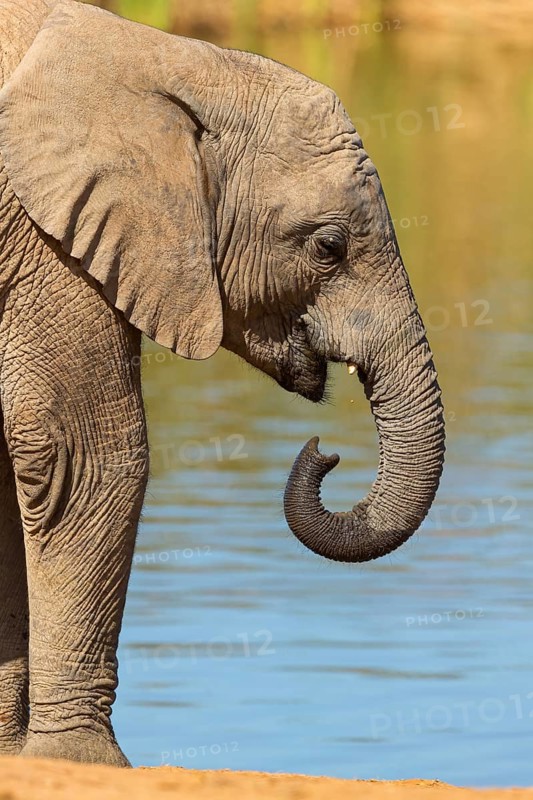 African elephant, (Loxodonta african), Addo Elephant National Park, Addo Camp, Western Cape, South Africa