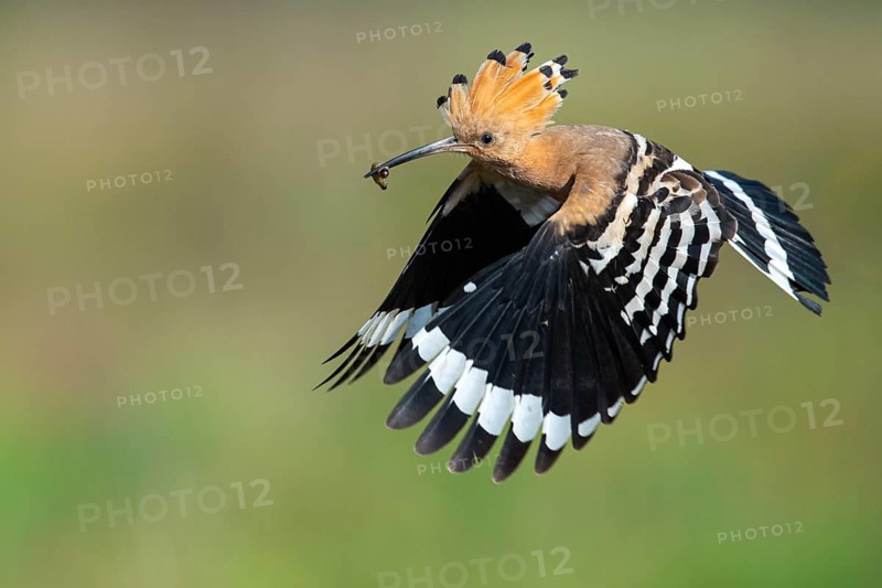 Hoopoe in flight (Upupa epops), Faßberg, Lower Saxony, Germany