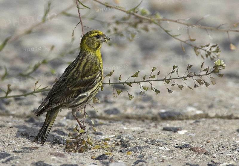 European Serin (Serinus serinus), Mecklenburg-Western Pomerania, Germany