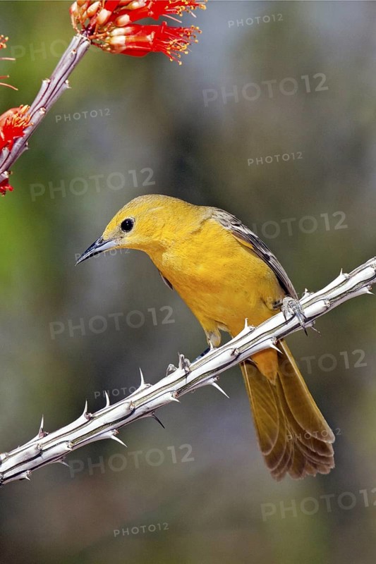 Hooded Oriole Icterus cucullatus Amado, Arizona, United States 16 April Adult Female Icteridae