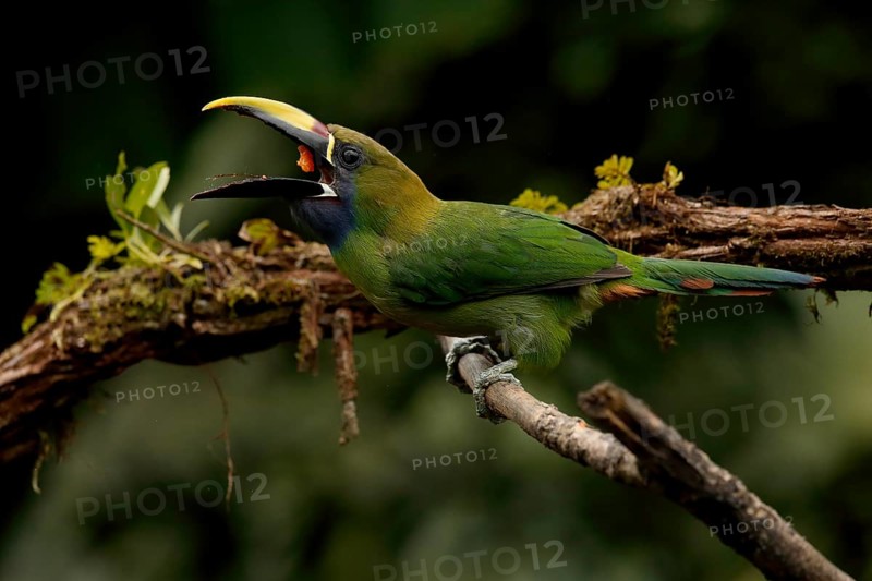 Emerald Toucanet (Aulacorhynchus prasinus) eating fruit, Costa Rica