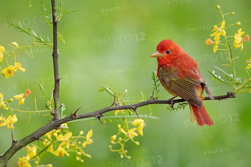Summer Tanager (Piranga rubra) male perched on a branch, Texas, USA
