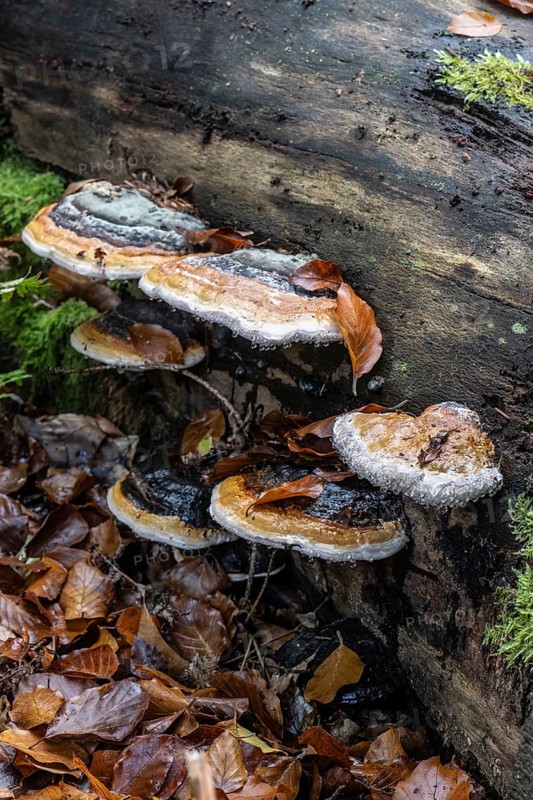 Spruce spurge (Red Banded Polypore), Emsland, Lower Saxony, Germany