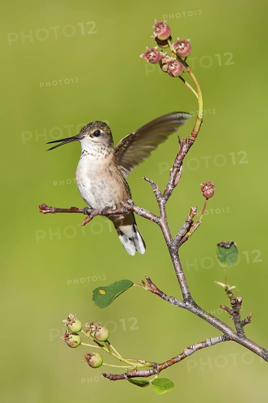 Calliope Hummingbird (Selasphorus calliope), Montana, USA