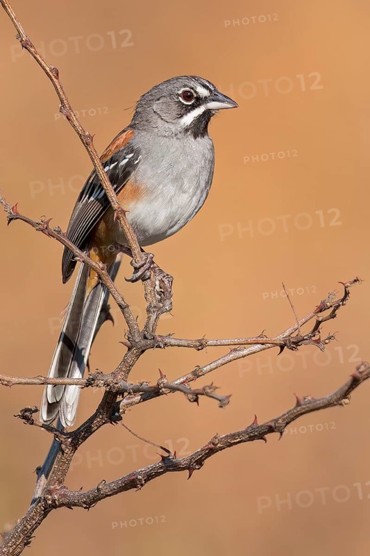 Bridled Sparrow (Peucaea mystacalis) perched on a branch in Oaxaca, Mexico