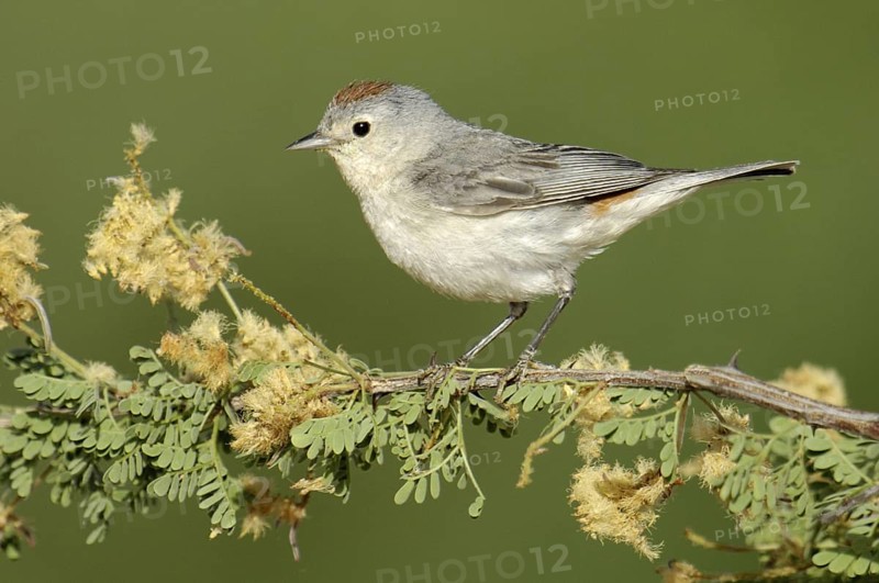 Lucy's Warbler (Leiothlypis luciae), Arizona, USA