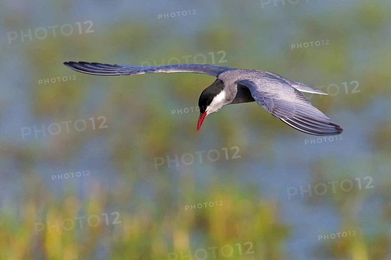 Weißbart-Seeschwalbe, Weißbartseeschwalbe, Whiskered Tern, Chlidonias hybridus, Chlidonias hybrida, Guifette moustac, Fumarel Cariblanco