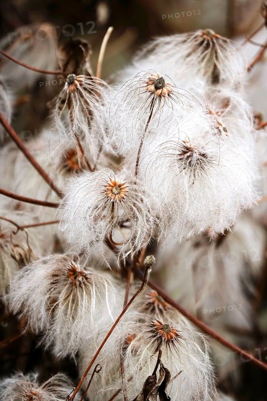 Korean clematis (Clematis serratifolia), Germany