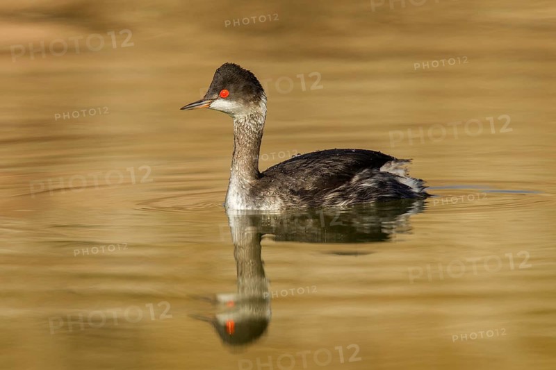 Eared Grebe Podiceps nigricollis McNeal, Cochise County, Arizona, United States 9 January Adult in winter plumage. Podicipedidae