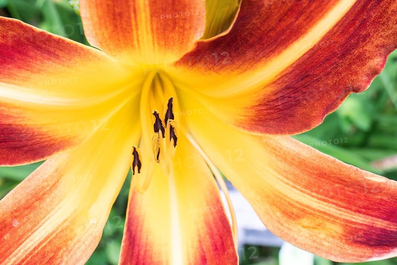 A stunning close up of a lily flower, showcasing its vibrant yellow and orange petals. The intricate details and vivid colors bring natural beauty and elegance to any scene