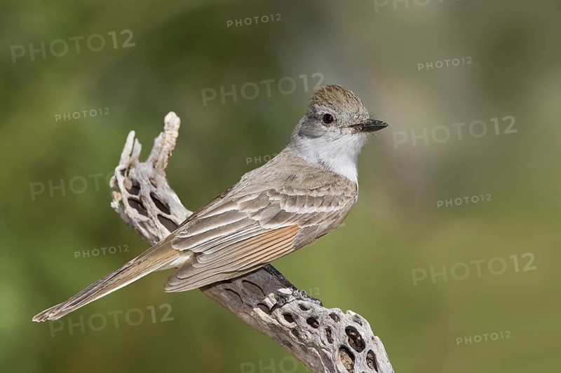 Ash-throated Flycatcher (Myiarchus cinerascens), Arizona, USA