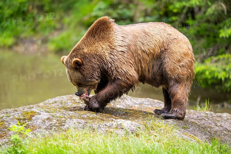 Eurasian brown bear (Ursus arctos arctos) standing on a rock, Bavarian Forest, Bavaria, Germany