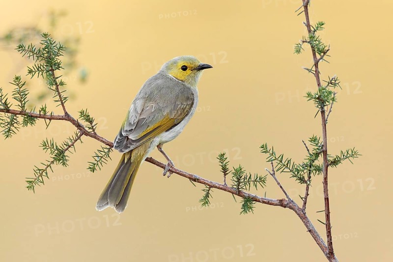 White-plumed Honeyeater (Ptilotula penicillata), Victoria, Australia