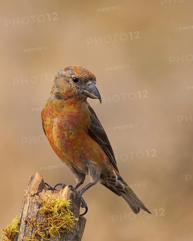 Red Crossbill