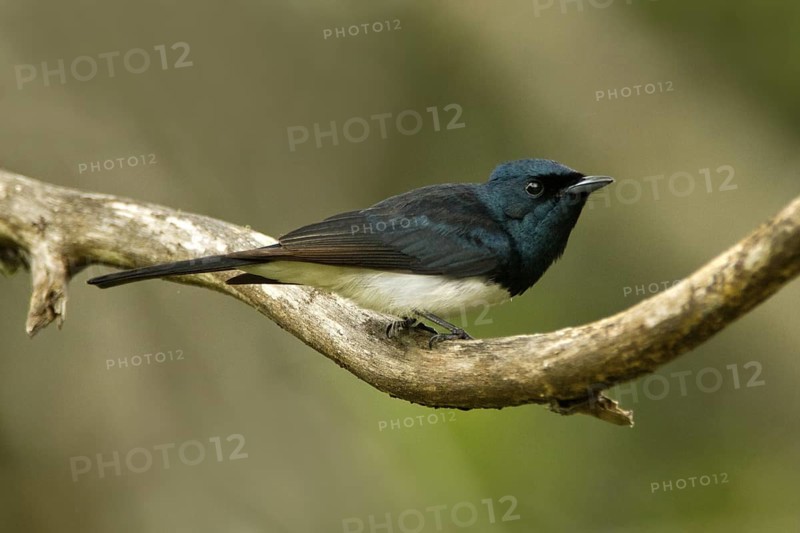 Satin Flycatcher (Myiagra cyanoleuca) male, Tasmania, Australia