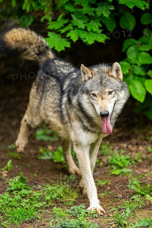 European gray wolf (Canis lupus lupus) in the forest, Germany