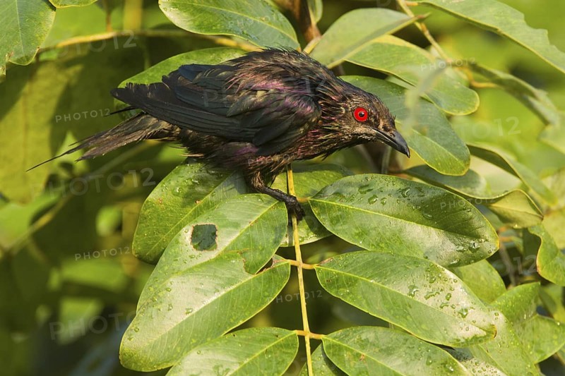 Metallic Starling (Aplonis metallica), Queensland, Australia