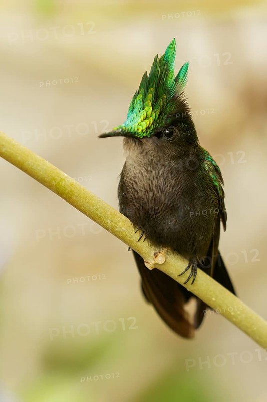 Antillean crested hummingbird (Orthorhyncus cristatus) perched on a branch on the Caribbean Island of Martinique