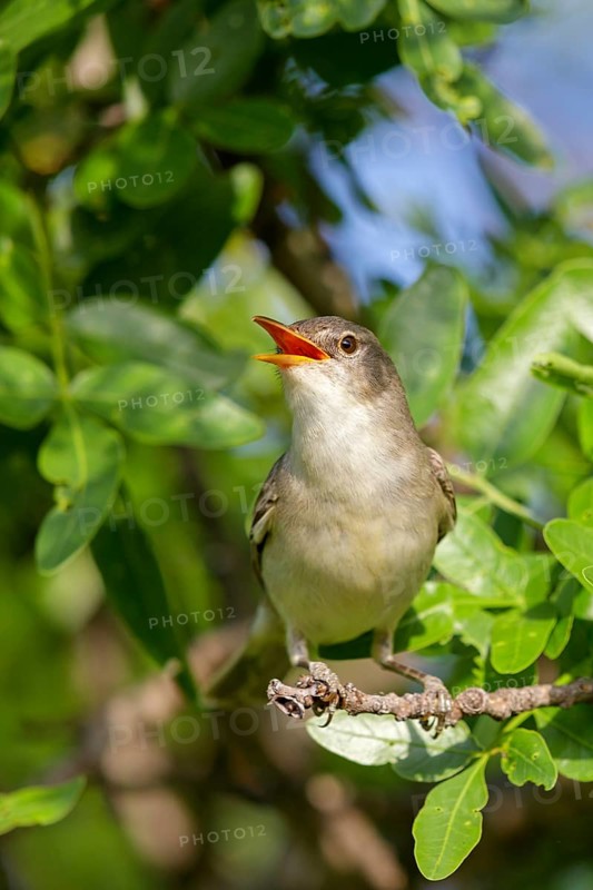Olivenspötter, Hippolais olivetorum, Olive-tree Warbler, Hypolaïs des oliviers, Zarcero Grande