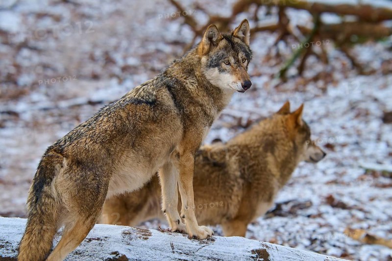 Two wolves in a snowy forest, the front wolf stands vigilantly on a tree trunk, winter, wolf (Canis lupus), Germany