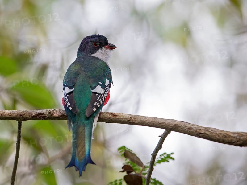 Cuban Trogon (Priotelus temnurus), Cuba