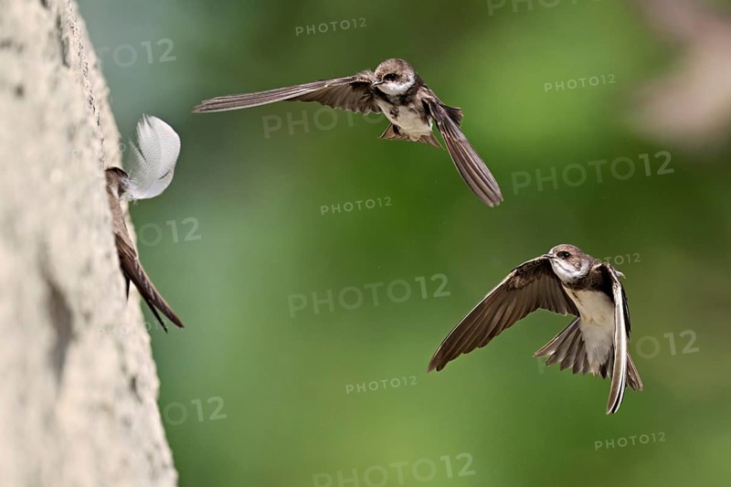 Sand martins (Riparia riparia), in flight, Reussegg nature reserve, Canton Aargau, Switzerland