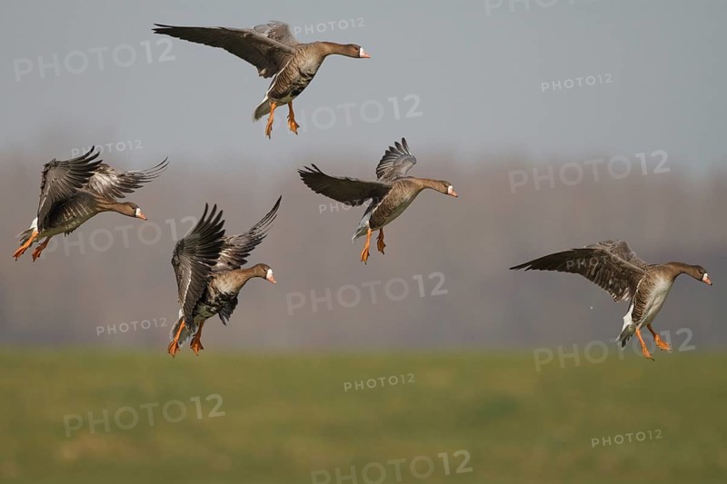 Greater White-fronted Goose (Anser albifrons) flying, Netherlands