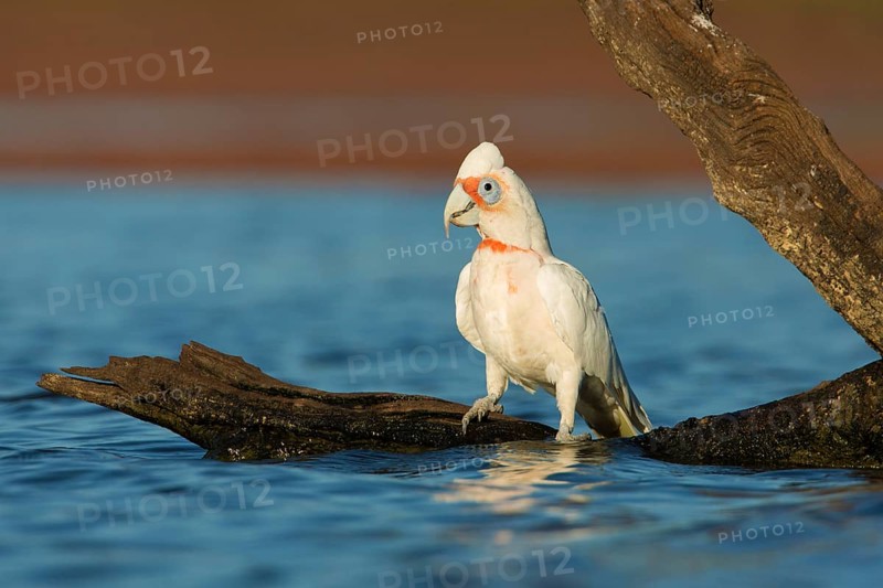 Long-billed Corella (Cacatua tenuirostris) perched on an tree trunk lying in the water, Victoria, Australia