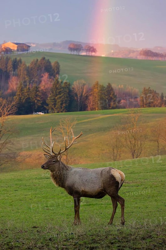 An Altai maral stag, Altai wapiti or Altai elk (Cervus canadensis sibiricus) stands in a meadow. A rainbow is above him