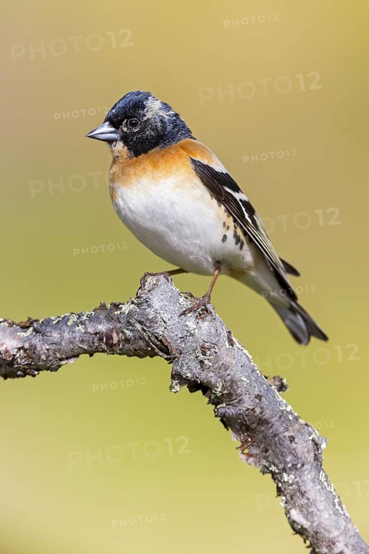 Mountain finch, Northern finch, finch family, (Fringilla montifringilla), animals, birds, songbirds, Varanger Bird Park, Finnmark, Norway